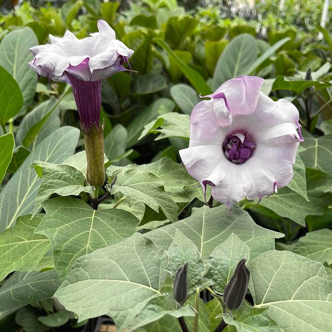 Datura metel Fastuosa Seeds