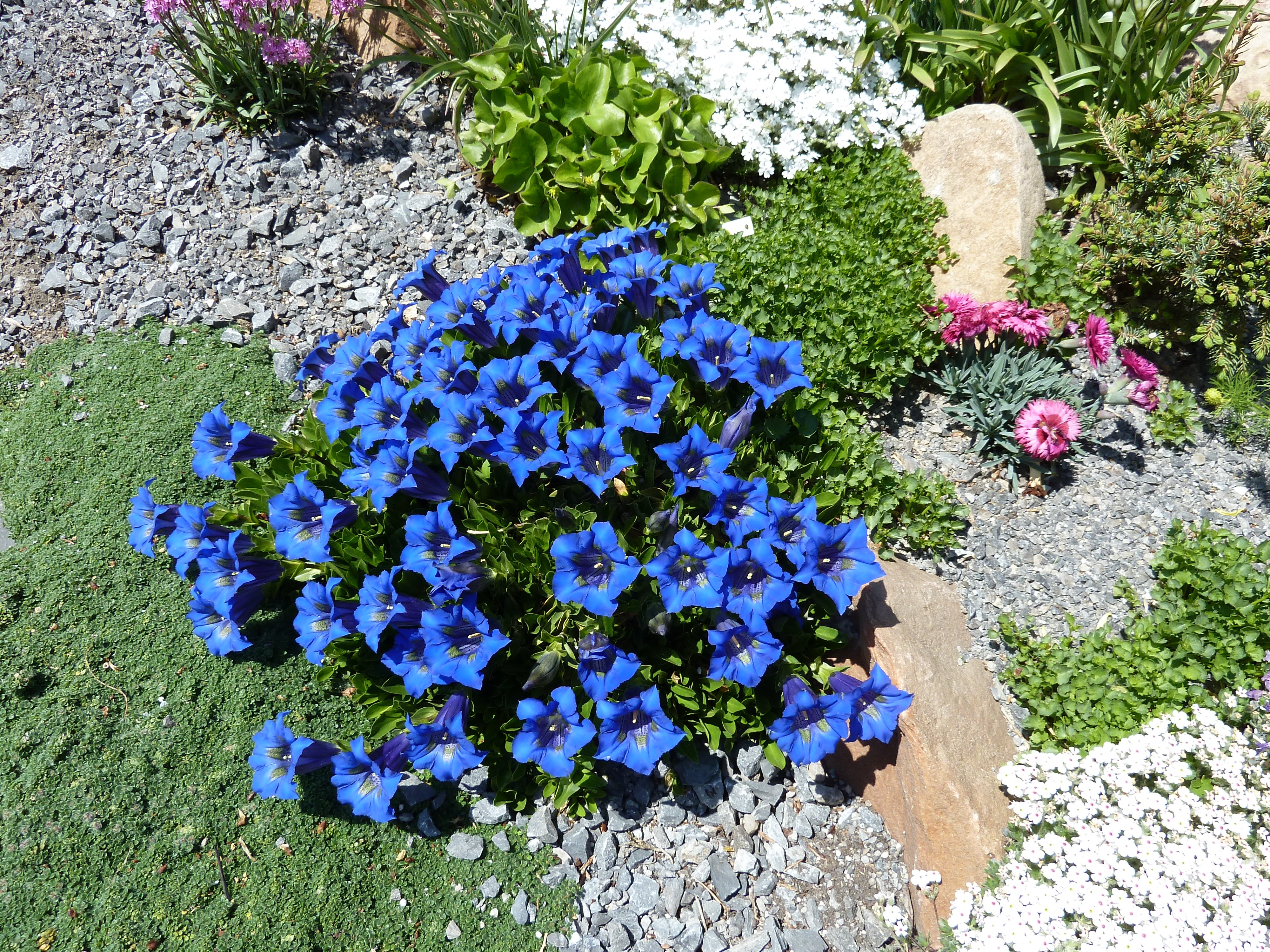 Gentian, Trumpet &ndash; Greenland Garden Centre