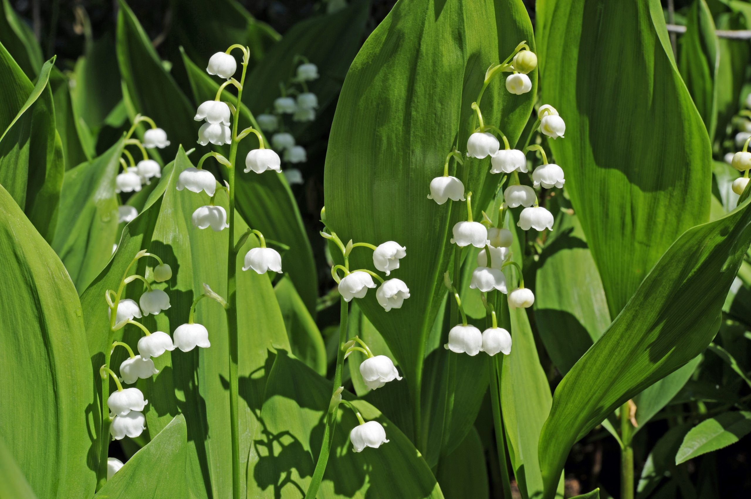 Convallaria majalis or Lily of the valley and how it is grown | Gardens  Illustrated