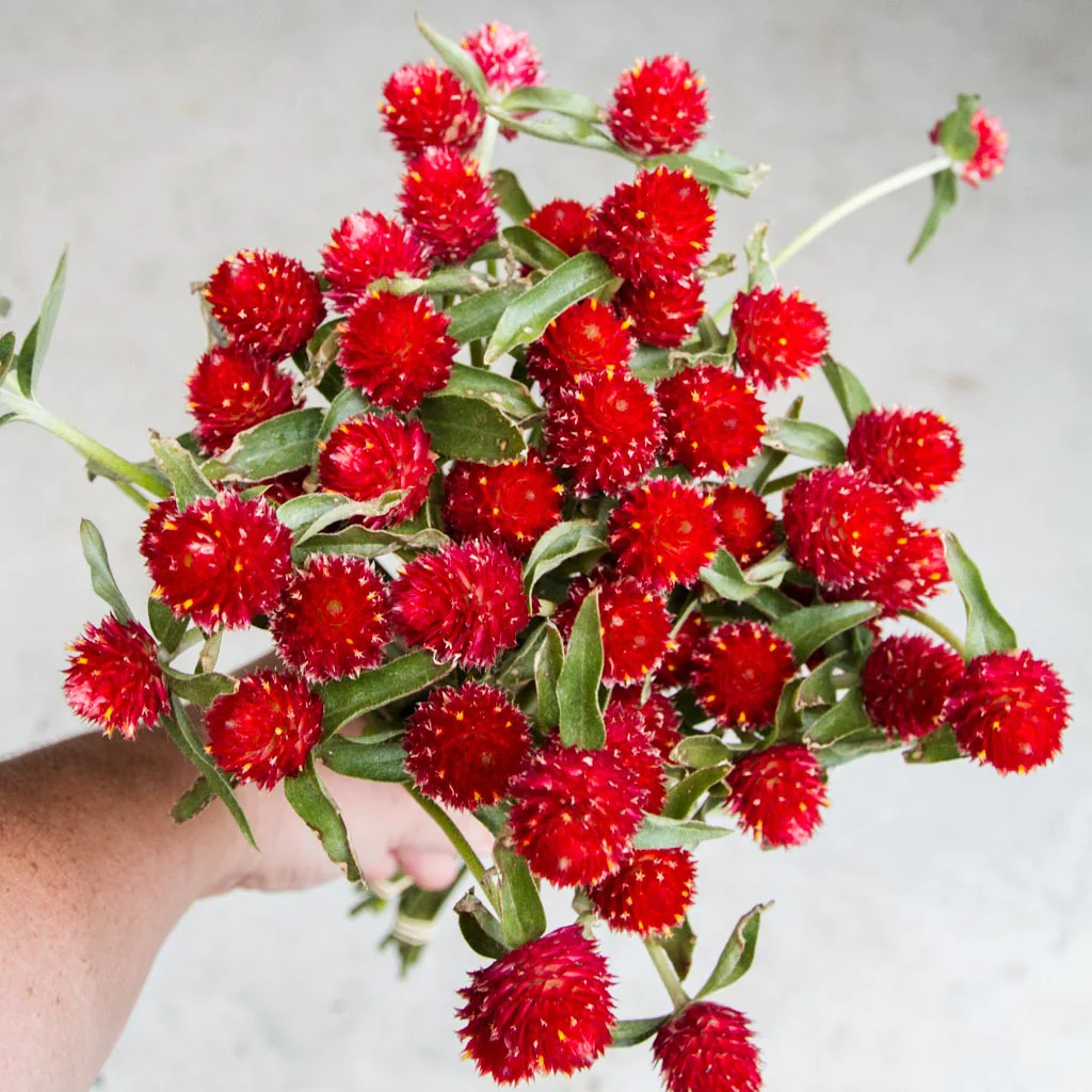 🤩New Arrival💐Gomphrena Globosa Seeds
