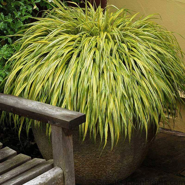 🌿 Aureola Hakonechloa Seeds – Beautiful Golden Japanese Forest Grass