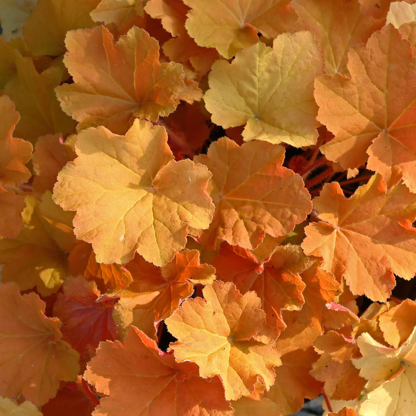 Caramel Coral Bells Seeds – Warm, Golden Foliage for Year-Round Beauty!
