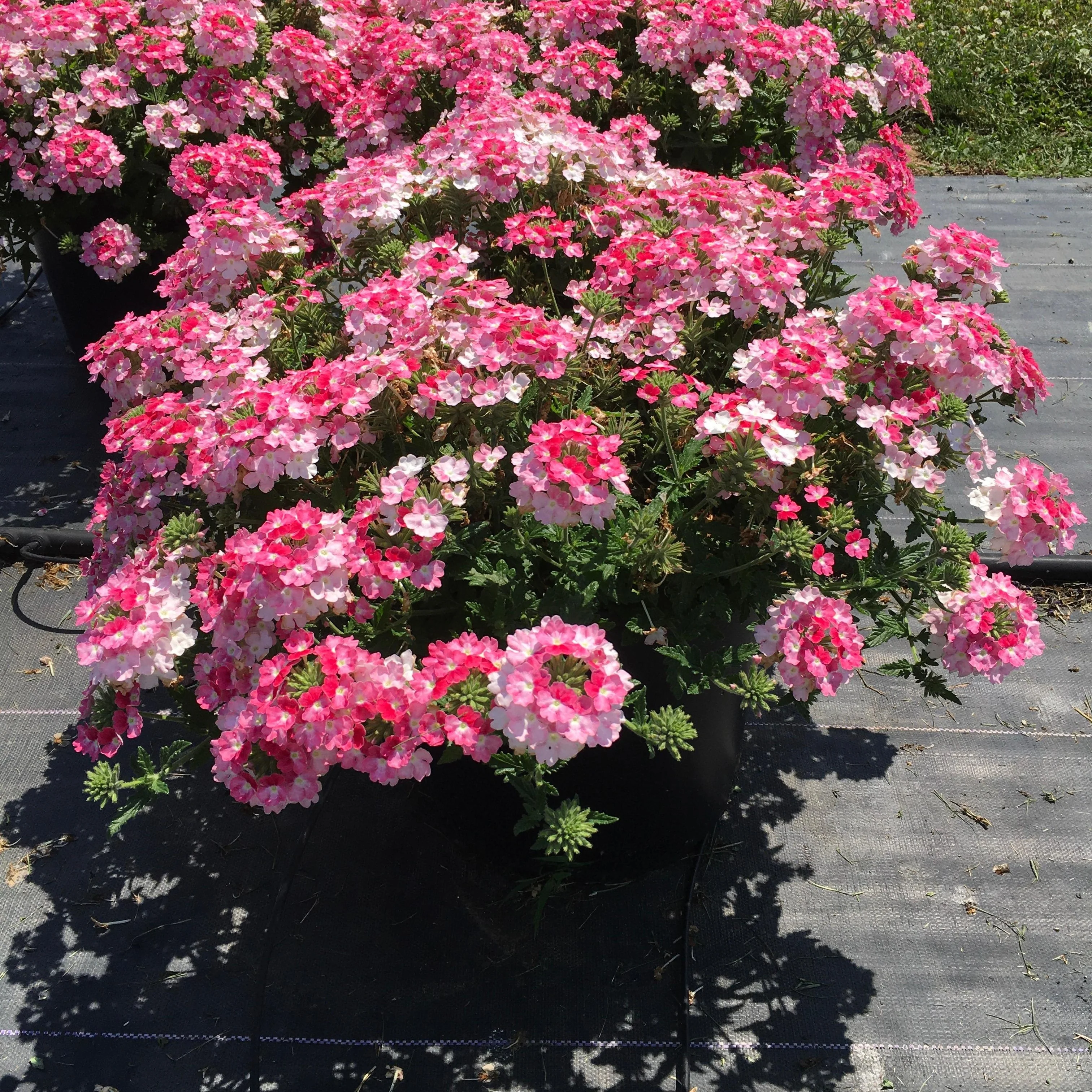💜 Dark Purple Moss Verbena Seeds – Ground Cover with Vibrant Blooms