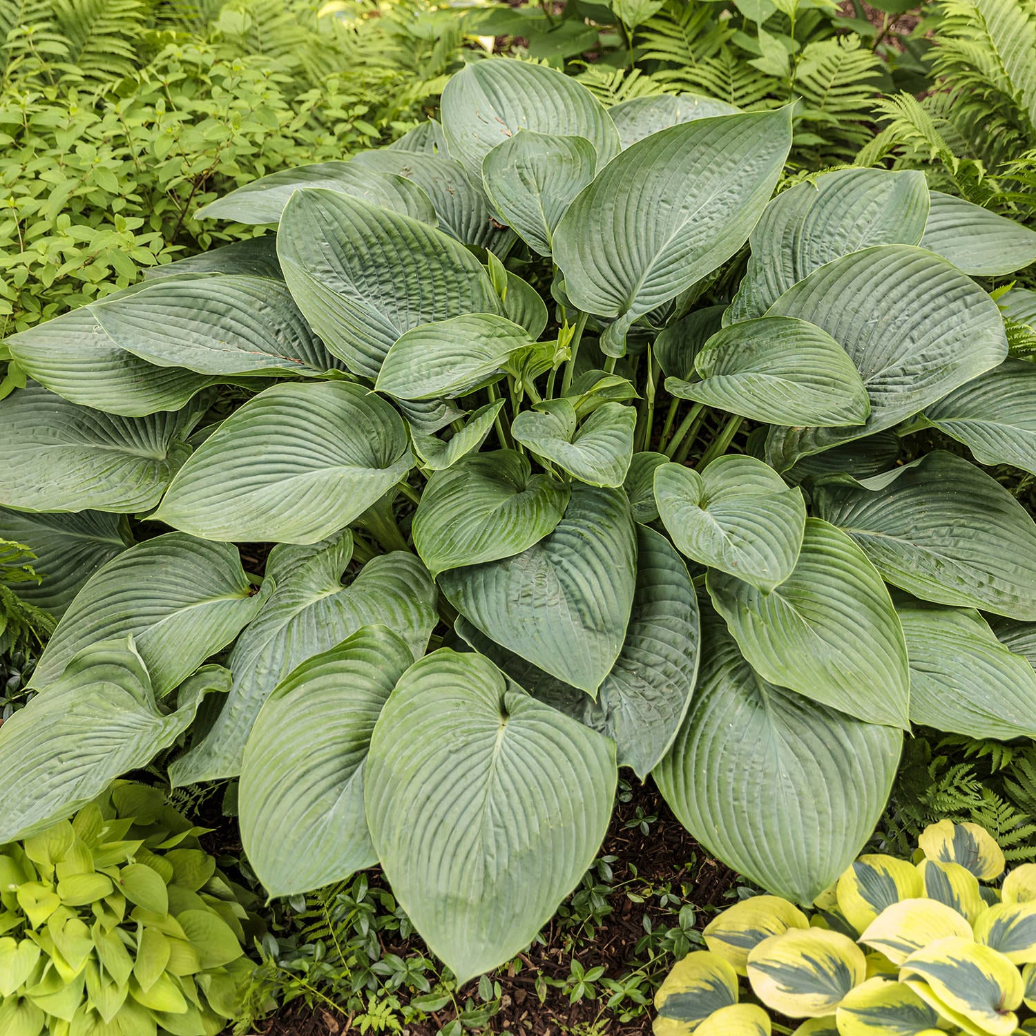  🌿Giant Hosta Seeds Collection: Embrace the Majesty of Oversized Foliag