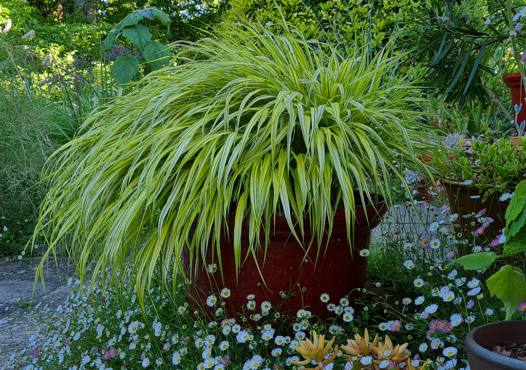 Hakonechloa Aureola – Knoll Gardens – Ornamental Grasses and Flowering  Perennials