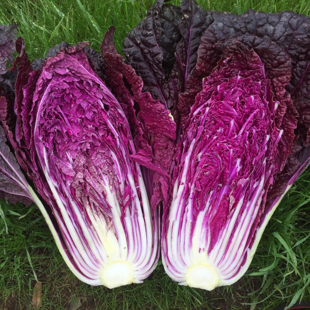 🥬 Purple Napa Cabbage Seeds – Bold Color, Fresh Flavor!