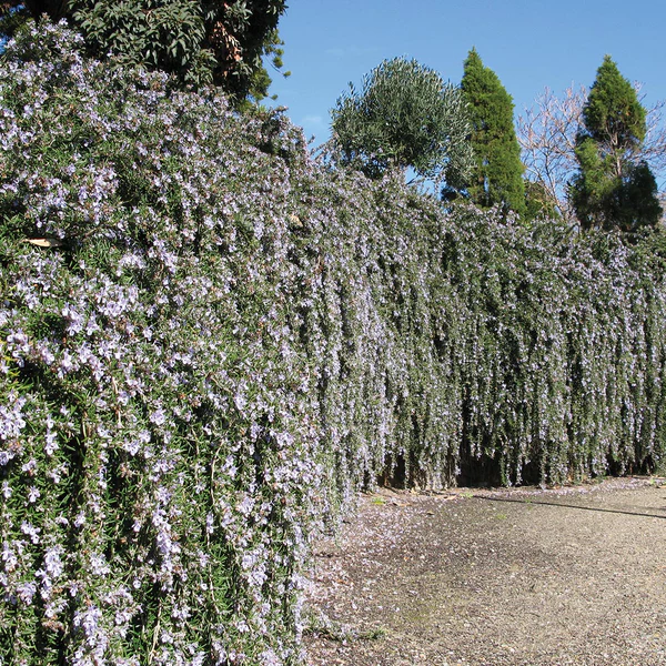 🌿Creeping Rosemary Seeds: A Fragrant Groundcover Marvel