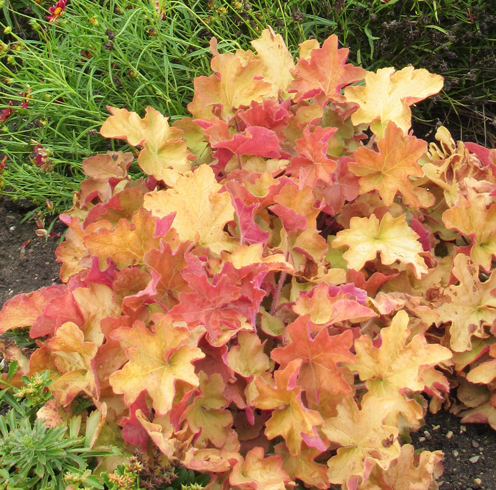 Caramel Coral Bells Seeds – Warm, Golden Foliage for Year-Round Beauty!