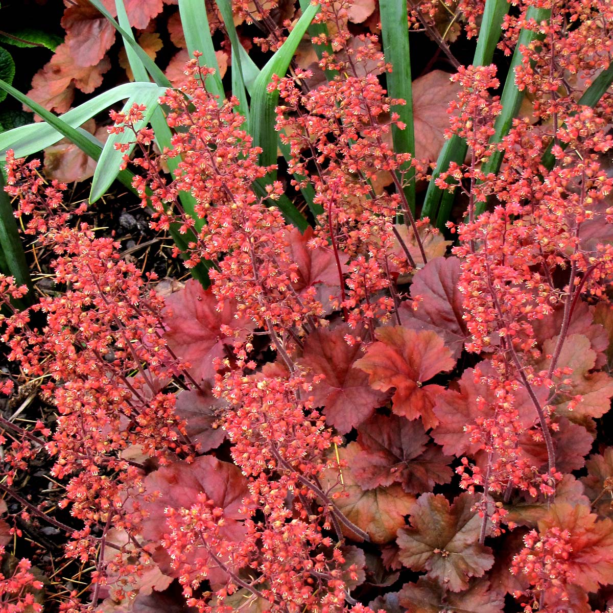 Cherry Cola Coral Bells Seeds – Bold Cherry-Hued Foliage 