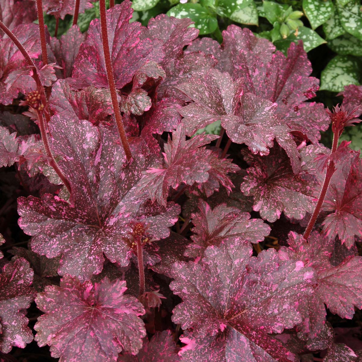Midnight Rose Coral Bells Seeds – Stunning Dark Foliage
