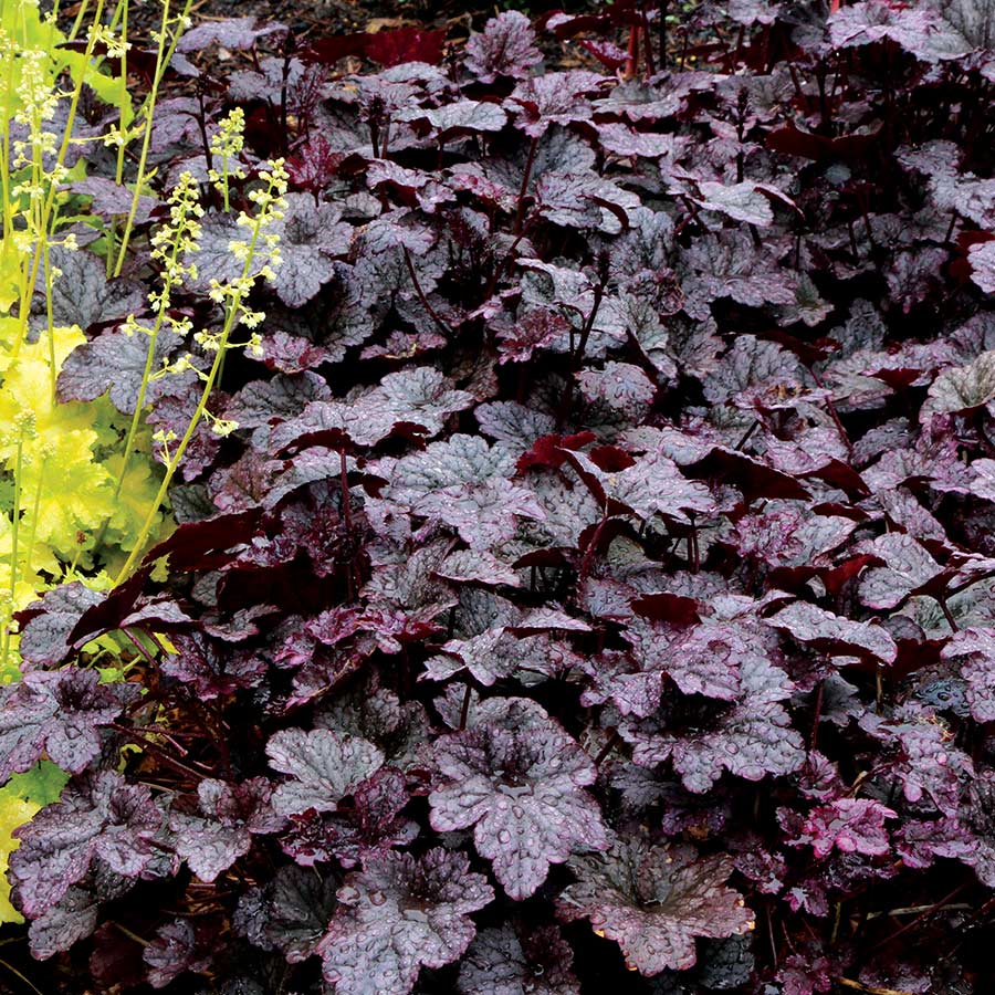 Plum Pudding Coral Bells Seeds – Rich, Purple Foliage for a Sophisticated Garden Look!