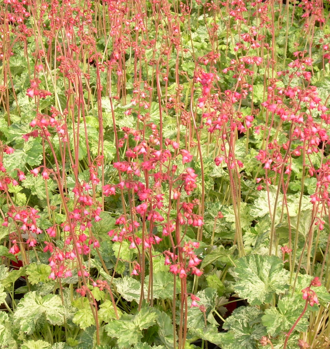 Snow Angel Coral Bells Seeds – Stunning White Foliage