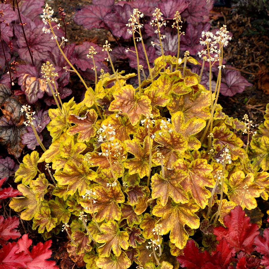 Solar Eclipse Coral Bells Seeds – Stunning Dark Foliage