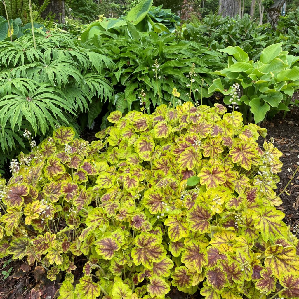 Solar Eclipse Coral Bells Seeds – Stunning Dark Foliage