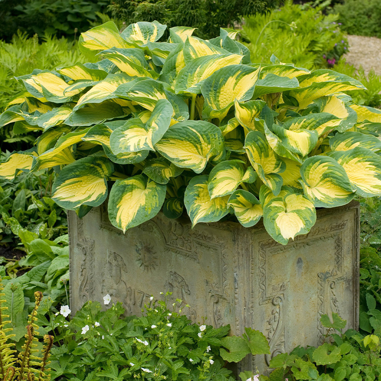  🌿Giant Hosta Seeds Collection: Embrace the Majesty of Oversized Foliag