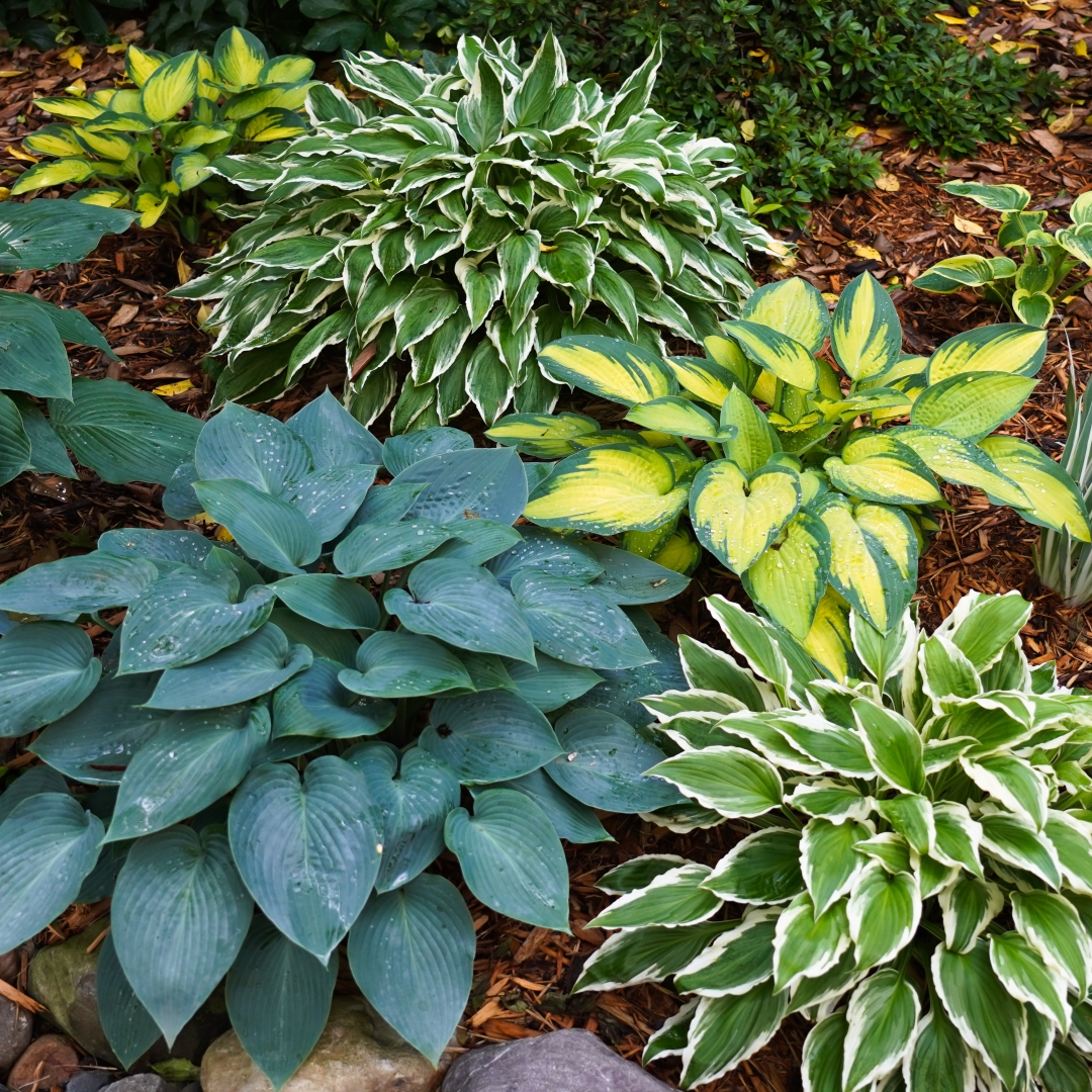 🪴Mixed Hosta Seeds