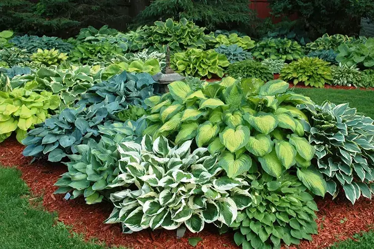 Hosta Varieties A to Z