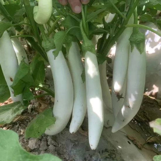 Brinjal White Long seeds