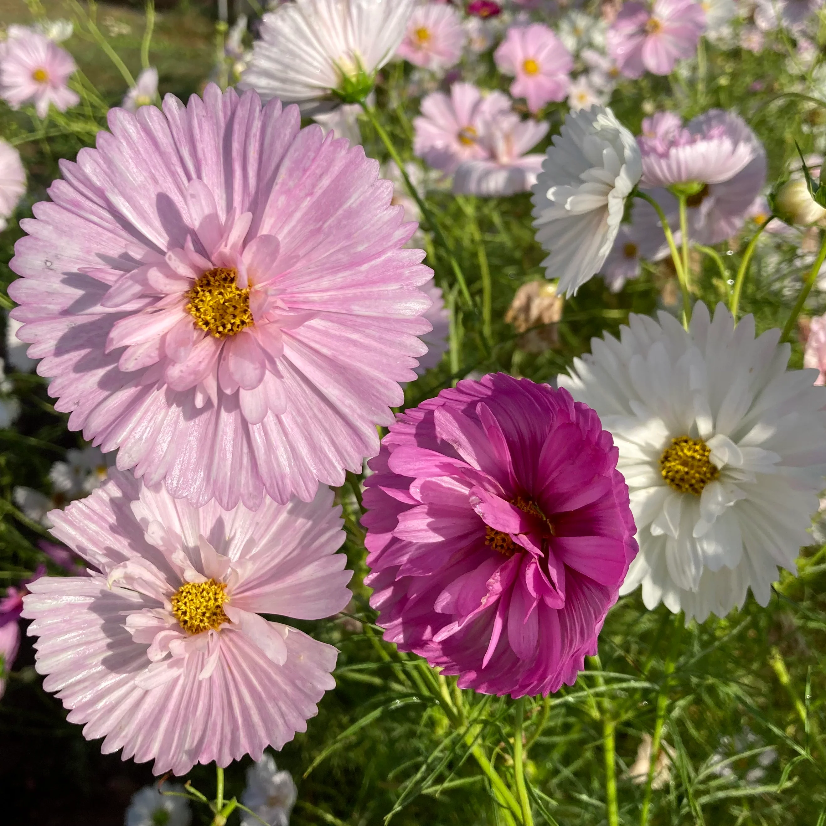 🔥Spring Hot Selling🩷🤍Cosmos Cupcake Mix Flower Seeds