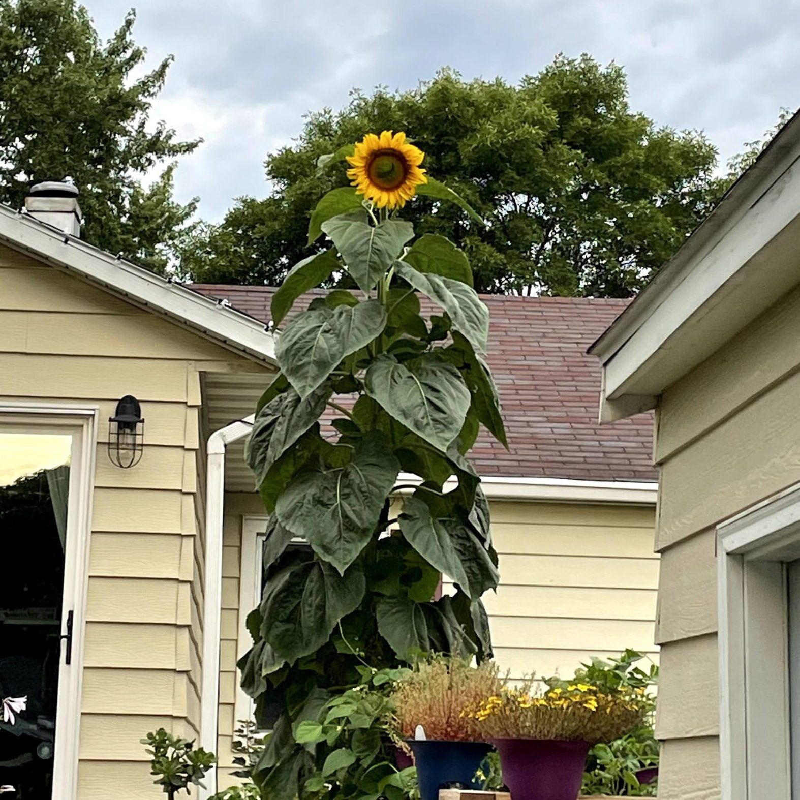 😲Amazing Variety🌻Mammoth Sunflower Seeds