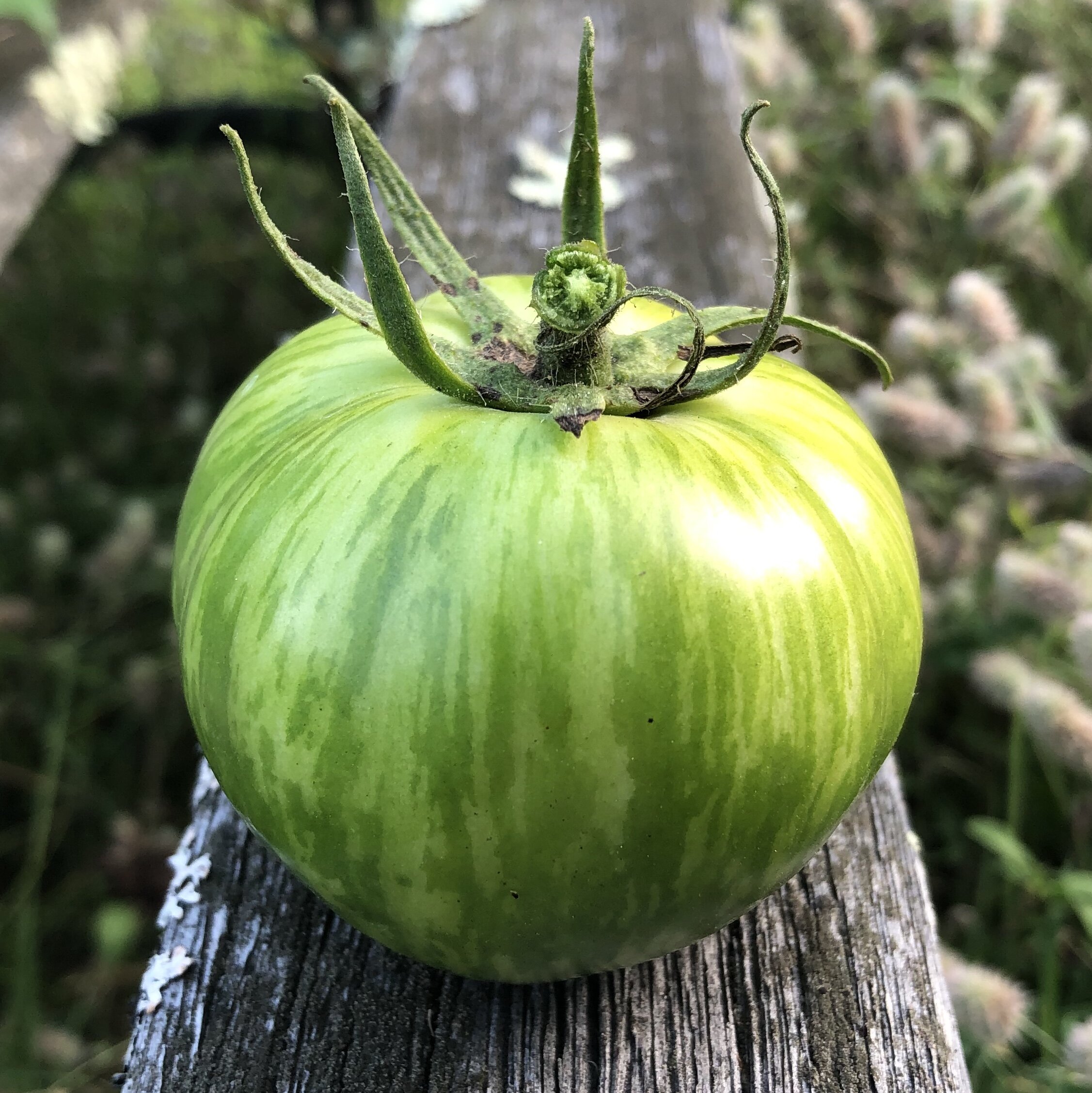 💚🍅Green Zebra Tomato Seeds