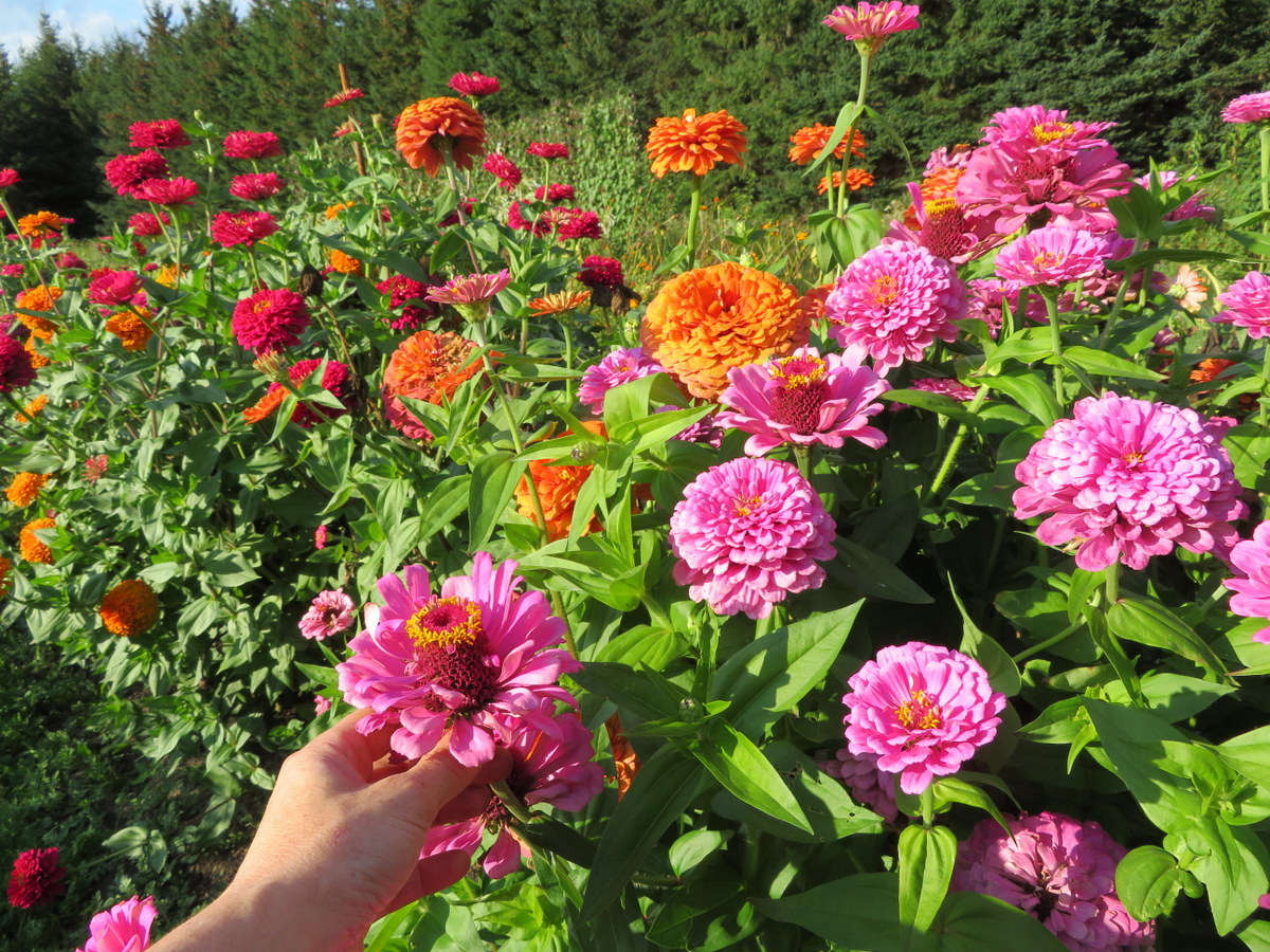 Zinnia California Giant SEEDS - Le potager ornemental de Catherine