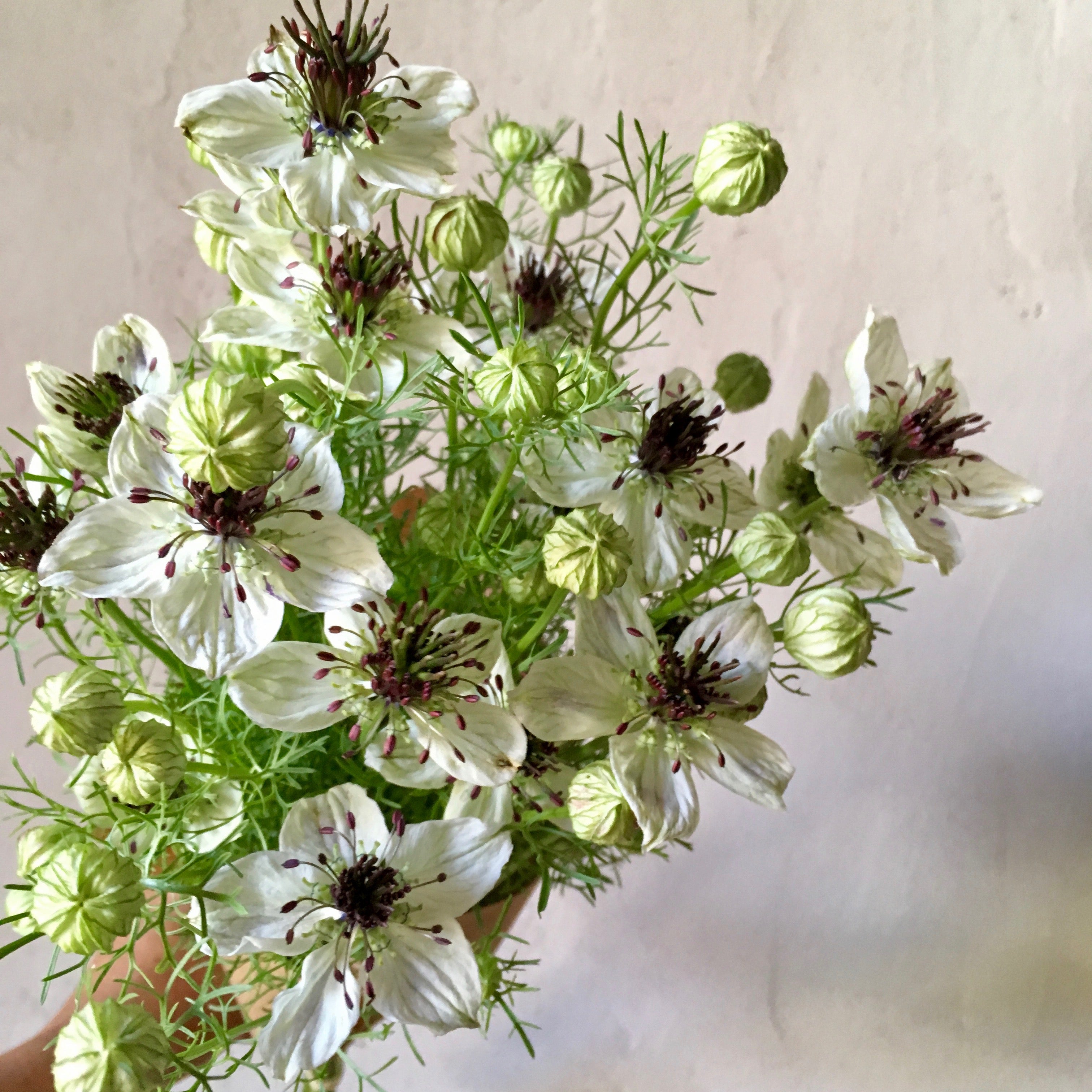 Nigella 'African Bride' Seeds – 3 Porch Farm