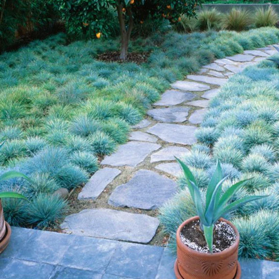 🩵🌿Blue Fescue Seeds