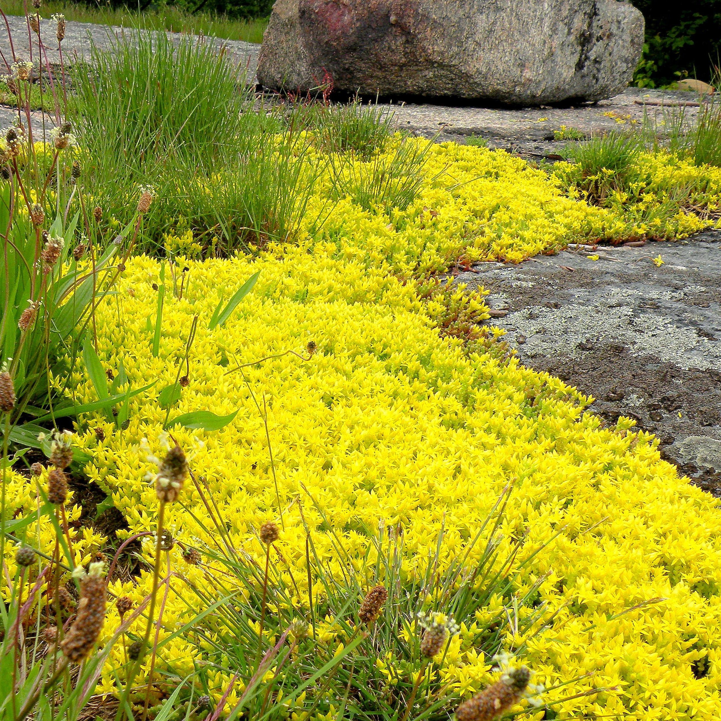 🌿Widely Used Perennial Ground Cover💛Goldmoss Sedum Seeds