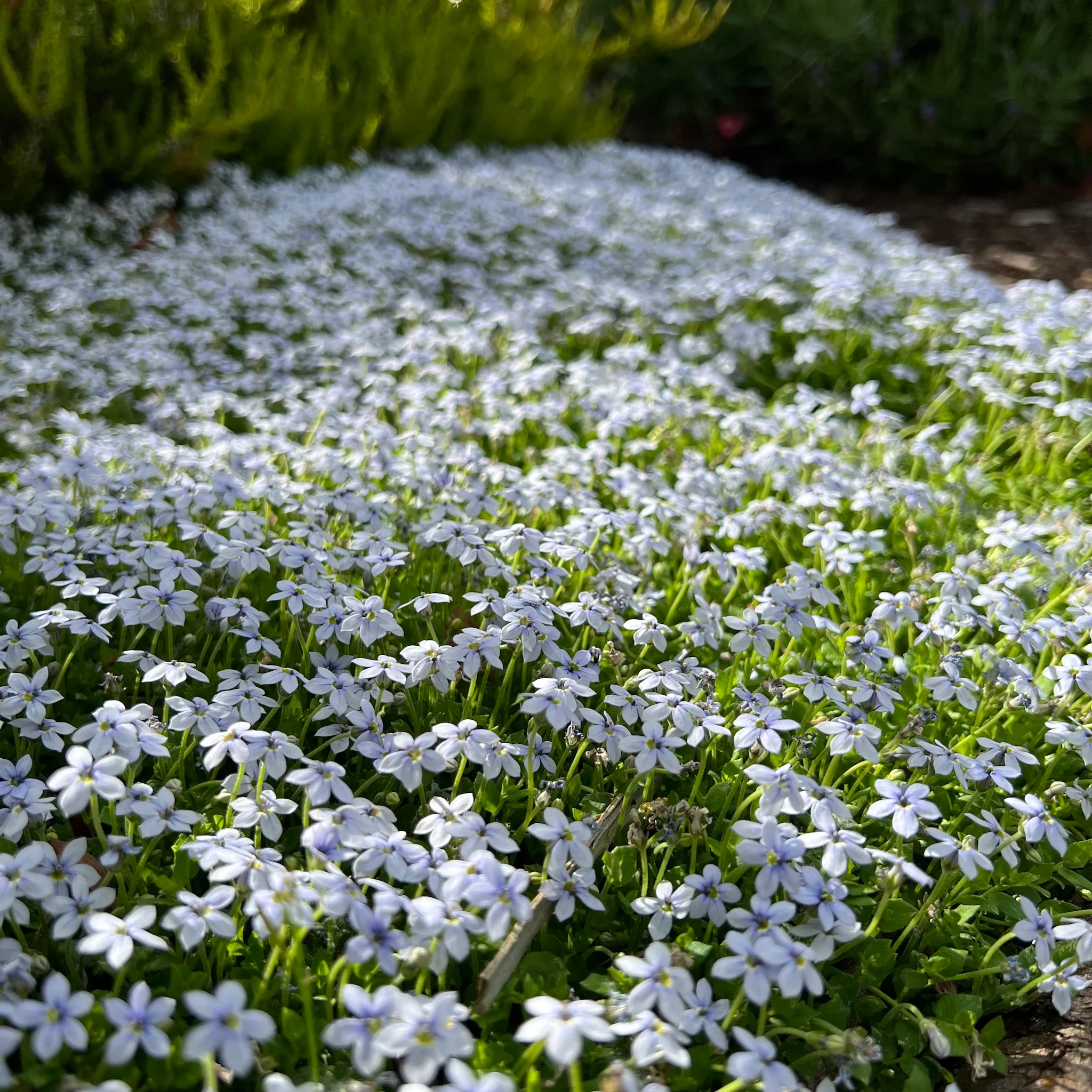 🩵Ideal Lawn Substitute🏡Blue Star Creeper Seeds