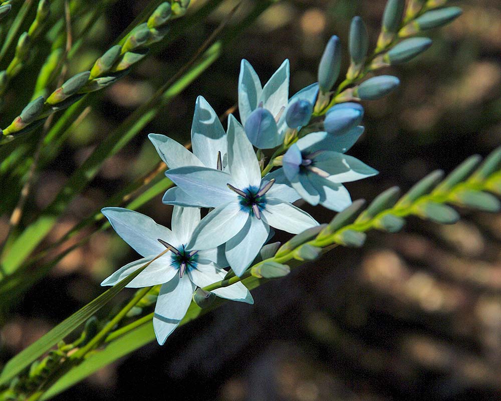 Ixia viridiflora | GardensOnline