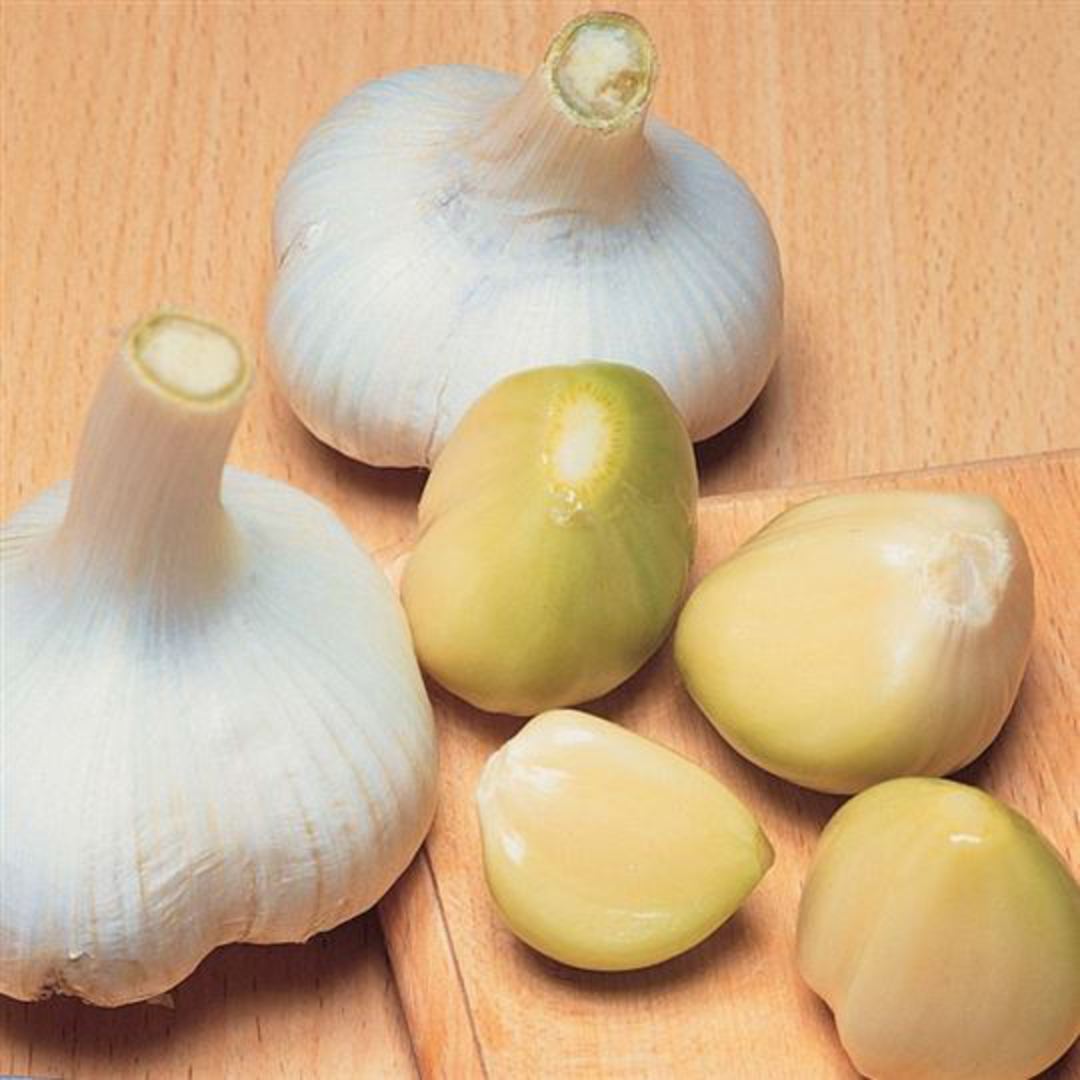 🧄🐘 Elephant Garlic Seeds – Giant Size, Subtle Flavor