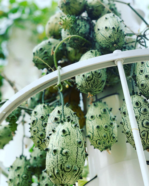 Kiwano Melon, African Horned Cucumber, Fruit Heirloom