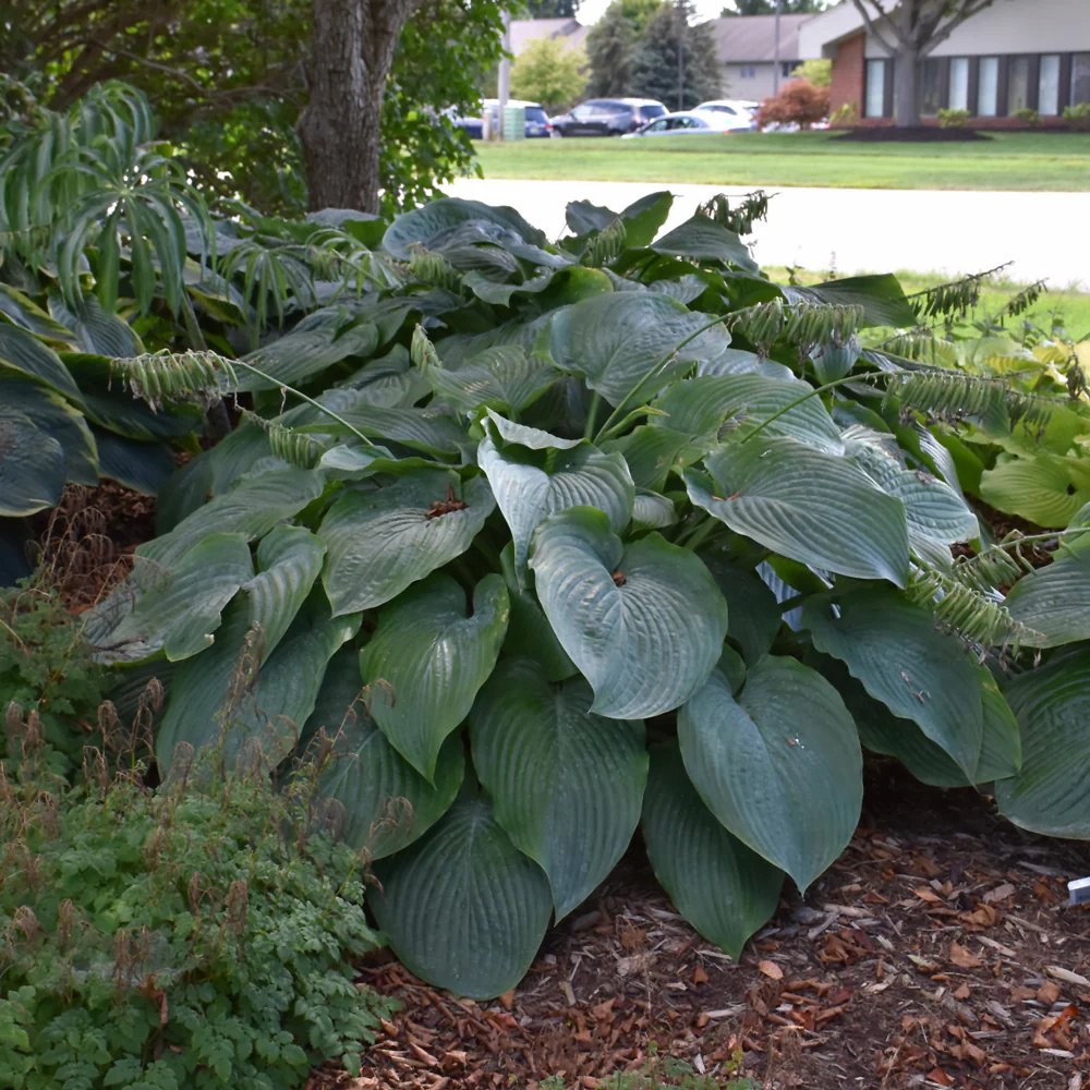  🌿Giant Hosta Seeds Collection: Embrace the Majesty of Oversized Foliag