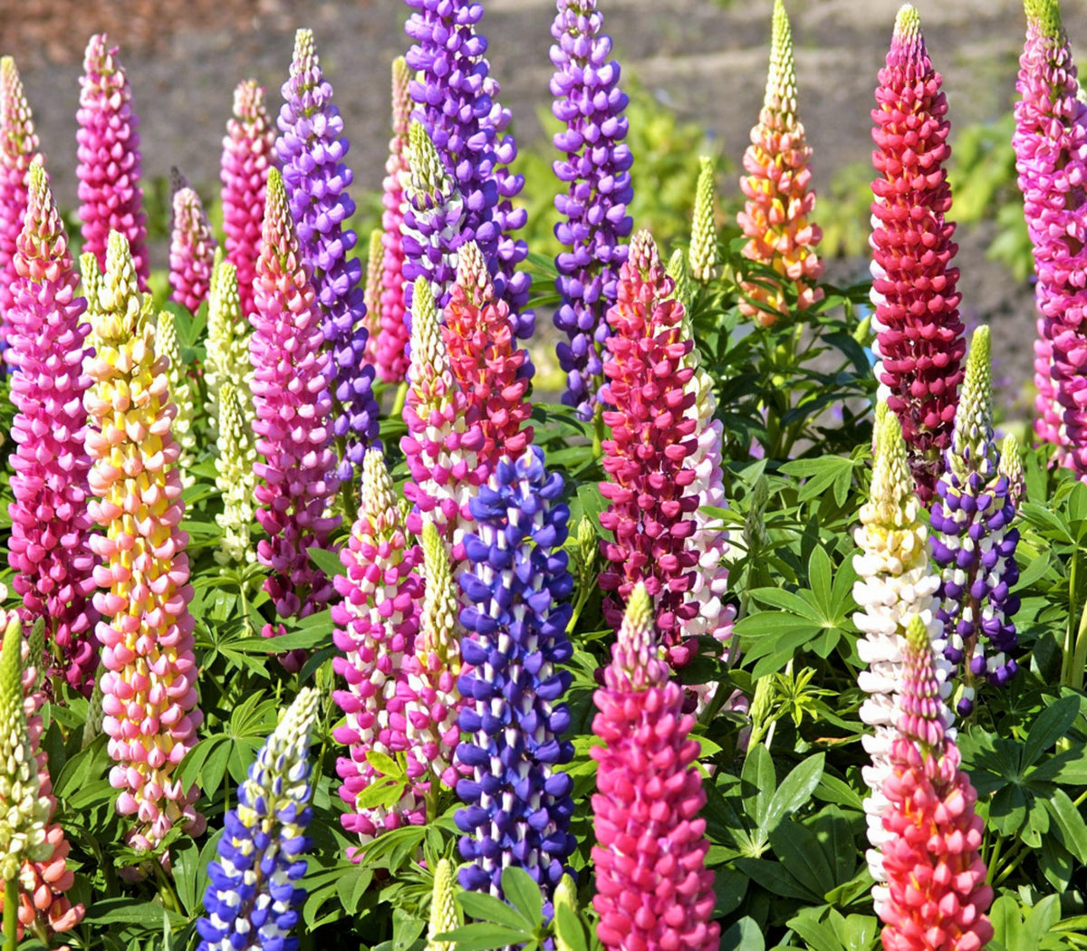 Russell Mix Lupine Seeds | Lupinus Rainbow Lupin Large Leaf Bluebonnet Cold  Hardy Perennial USA Garden Flower Seed For 2024 Season Fast Shipping |  TomorrowSeeds