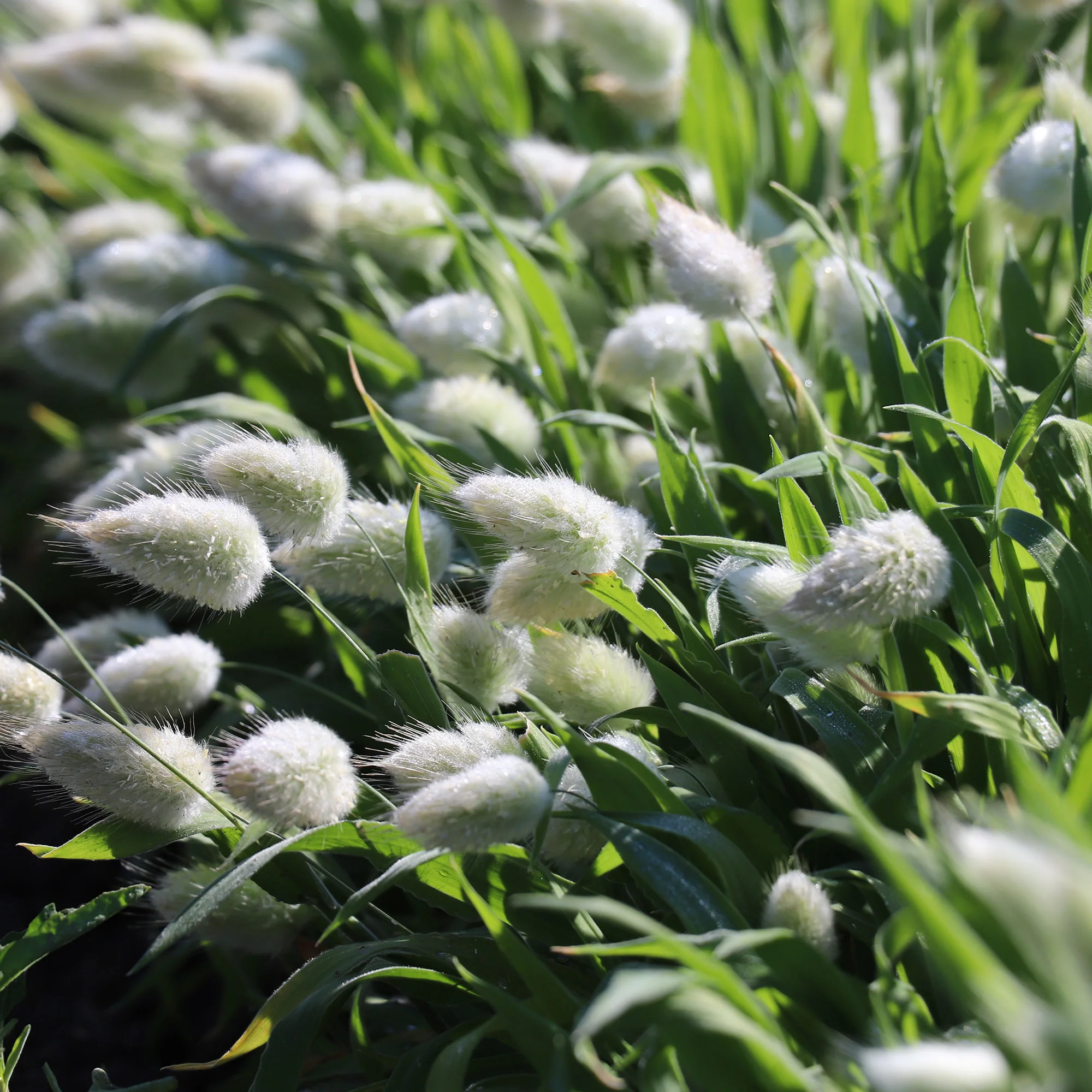 🐇Bunny Tail Grass Seeds – Soft, Fluffy & Decorative