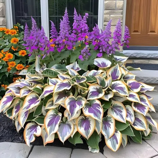 🌿Hosta Seeds – Lush Foliage for Shaded Gardens!