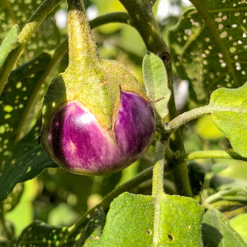 Thai Lavender Frog Egg Eggplant Seeds