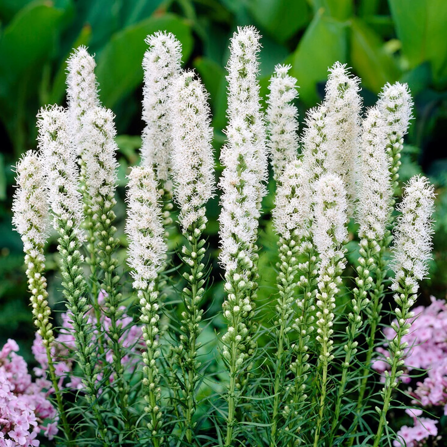 💜🌿Liatris Spicata Blazing Star Seeds