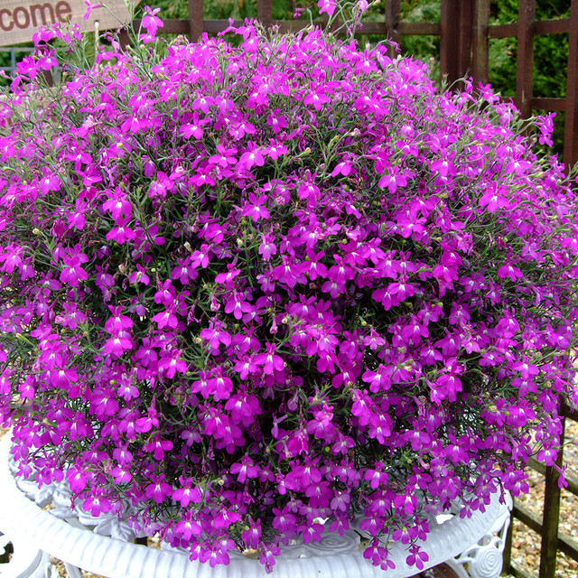 💜✨Mixed Lobelia Erinus Seeds