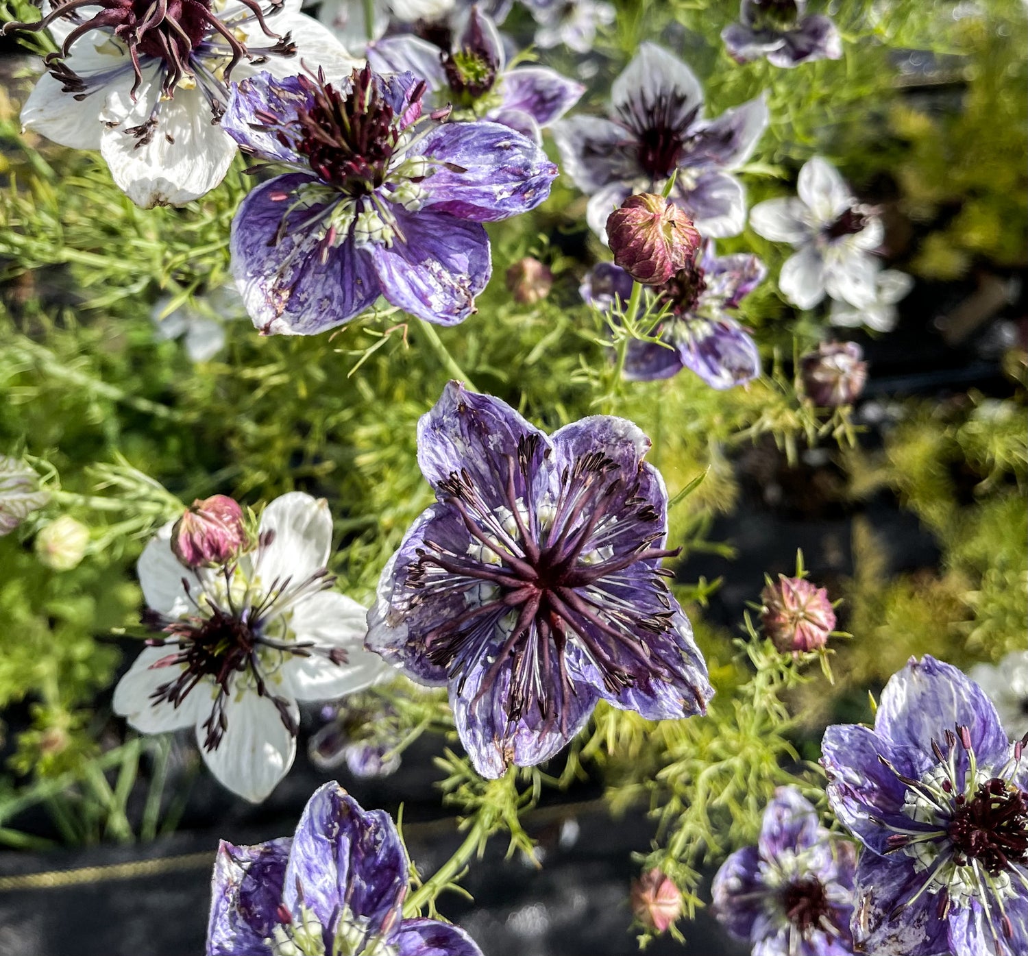 Nigella 'Delft Blue' – Flower People