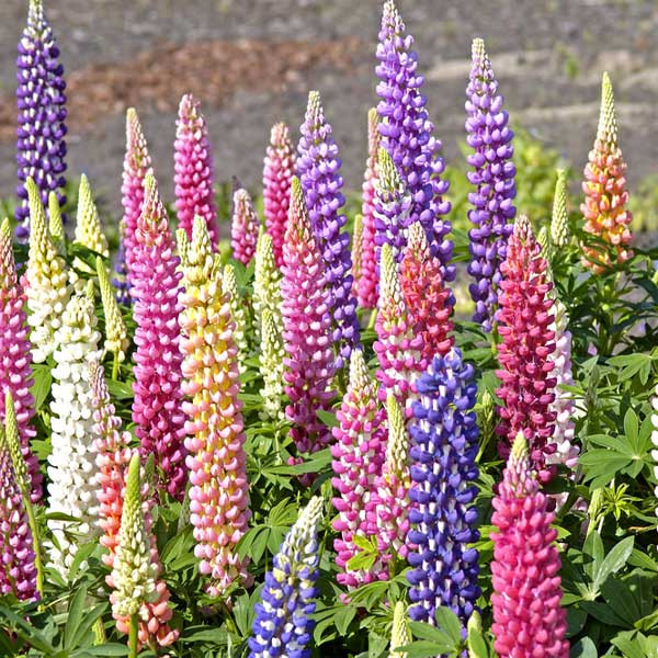 ✨🧑‍🌾Seeds Combination for Garden Borders💐Delphinium, Foxglove, Lupine
