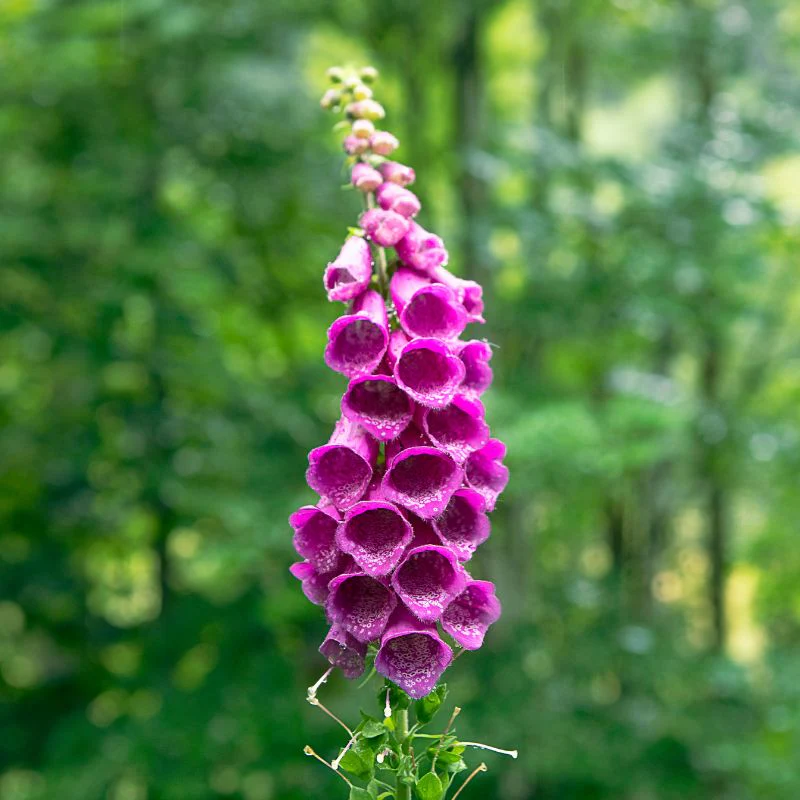 📣 Limited Supply 🌱 Stunning Foxglove Seeds