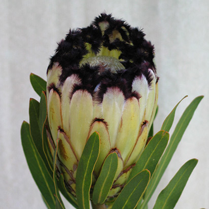 💙Rare and mysterious blue crushed ice princess flower💙