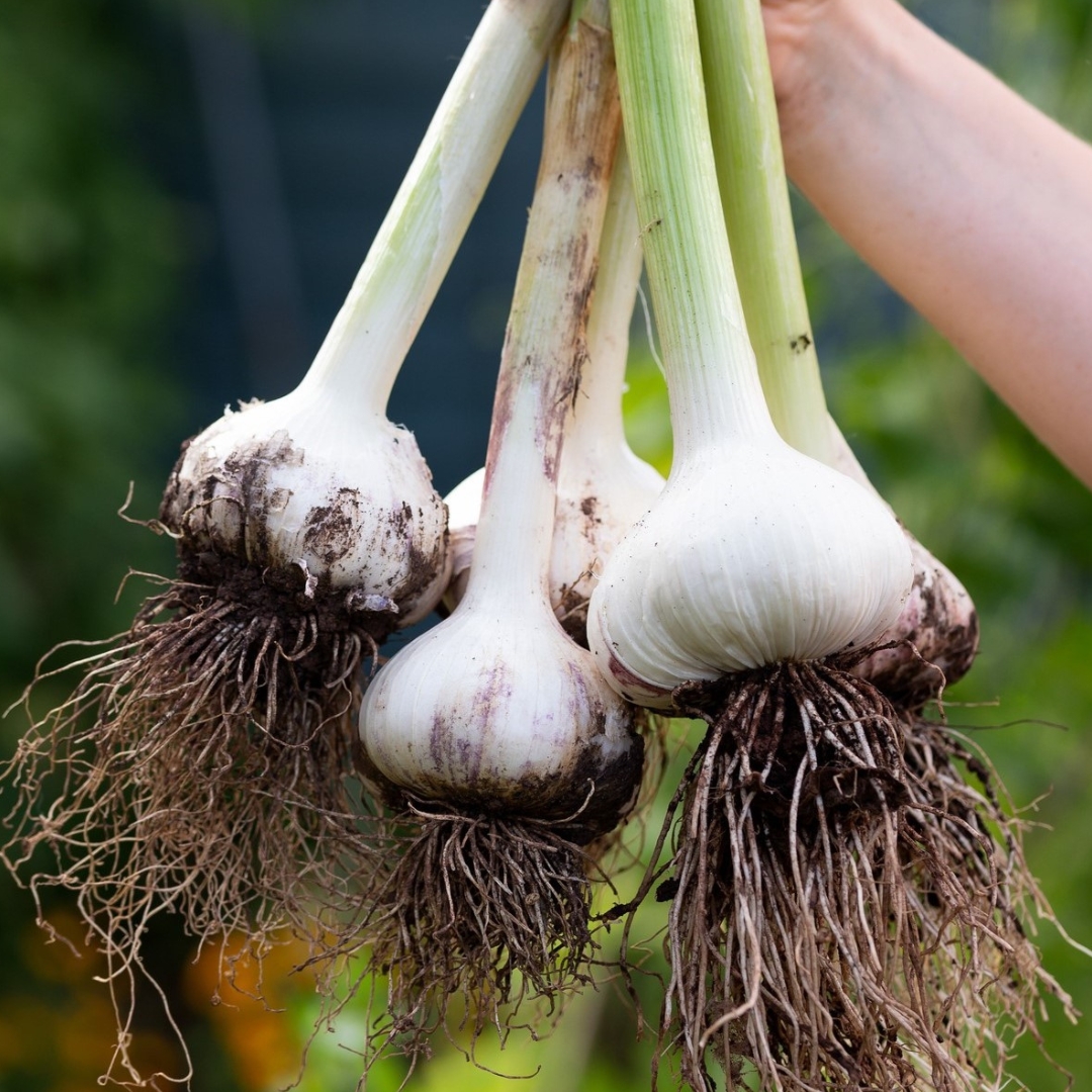 🧄🐘 Elephant Garlic Seeds – Giant Size, Subtle Flavor