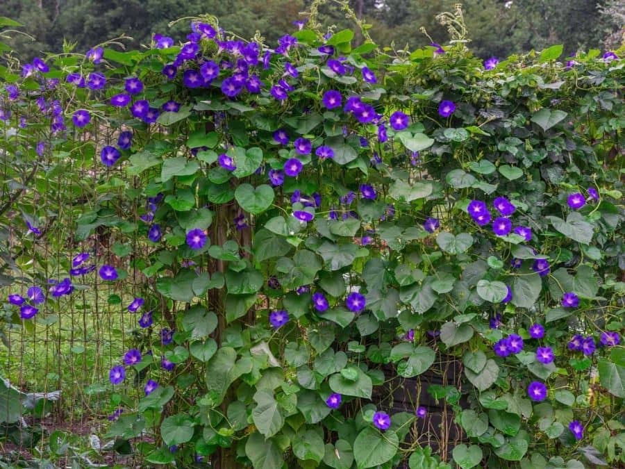 Morning Glory Wallpaper | About Murals