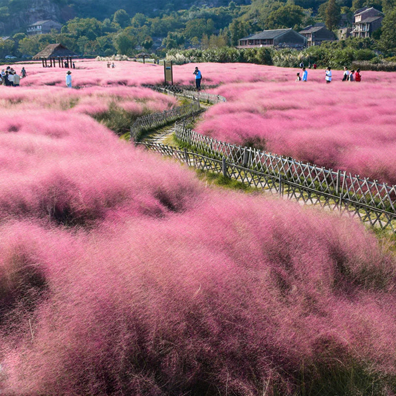 🩷Muhly Grass Seeds - Create a Stunning Pink Cloud in Your Garden