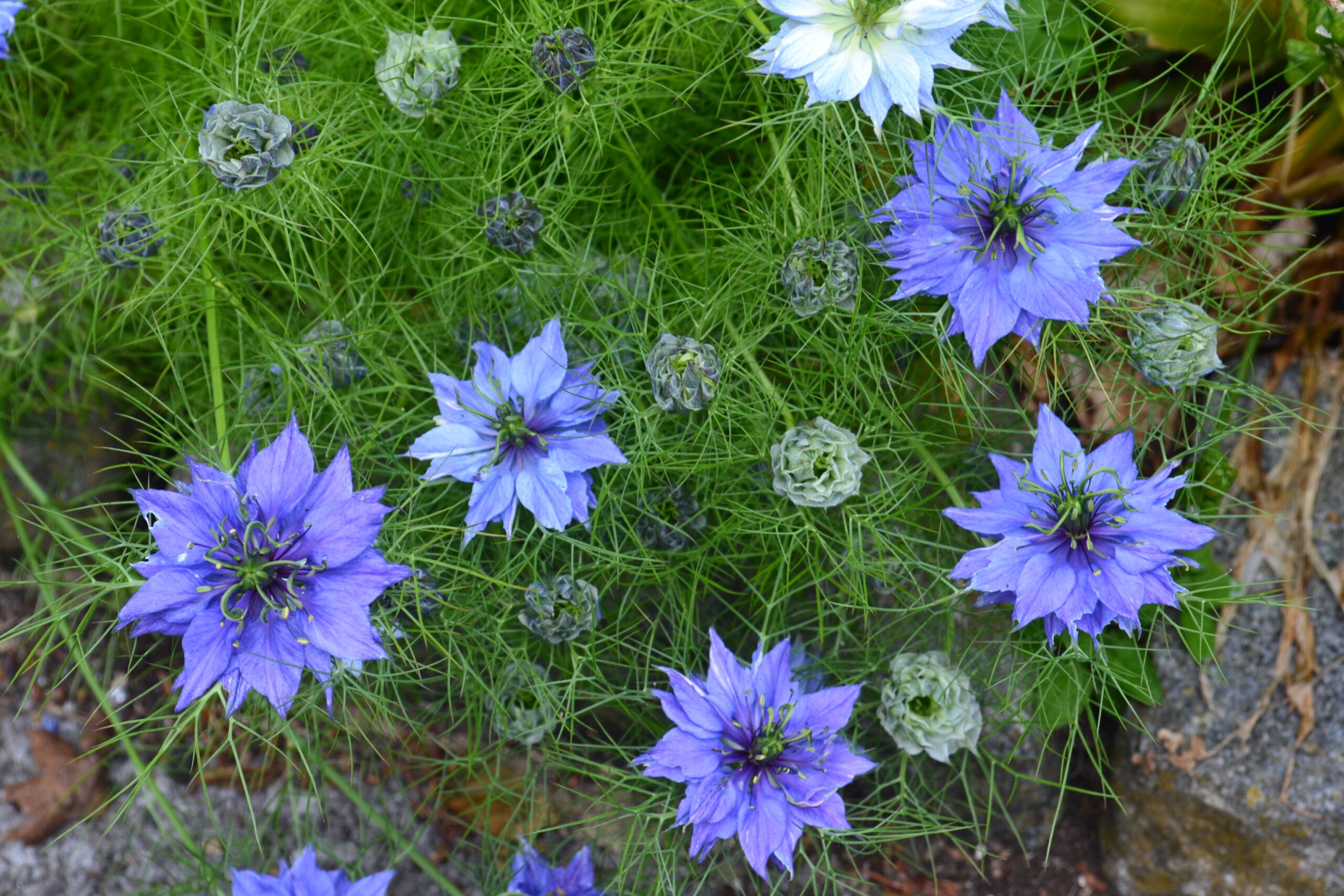 Nigella Damascena Love In A Mist Miss Jekyll Blue - Premier Seeds Direct