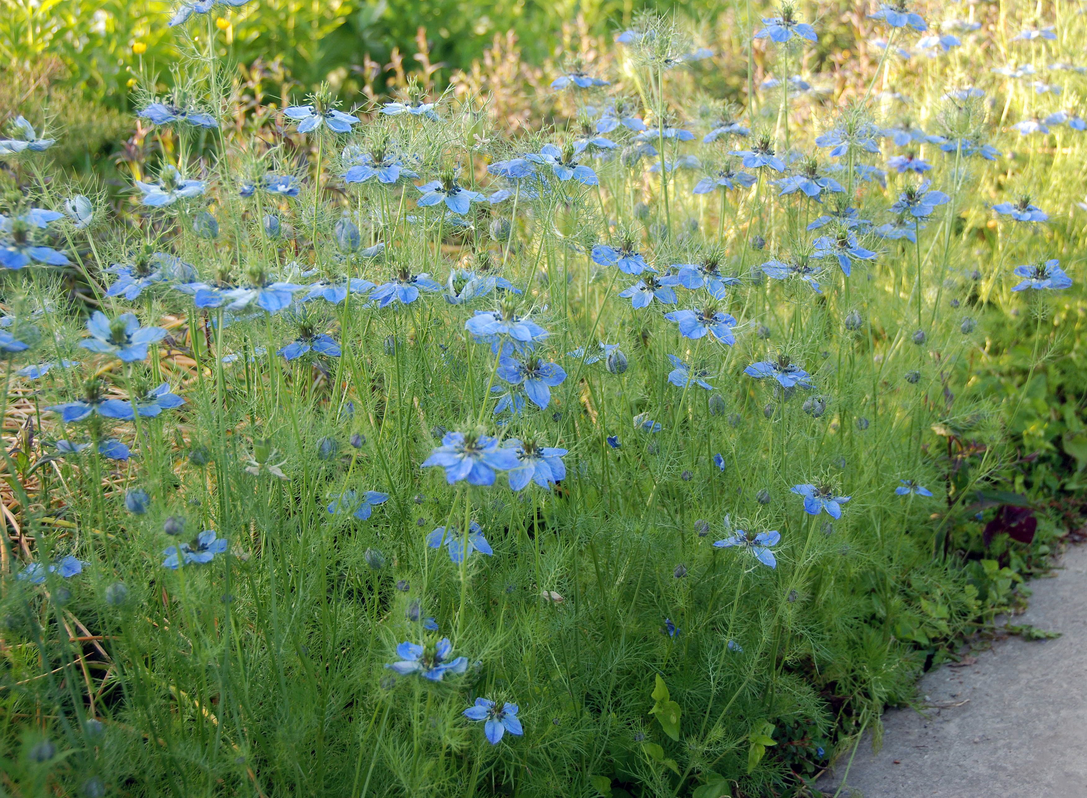 Great Dixter Seed- Nigella damascena Miss Jekyll – Great Dixter House and  Gardens