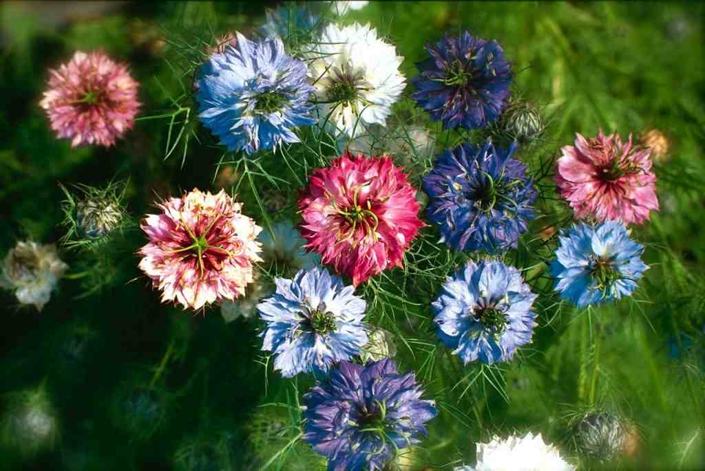 Nigella 'Persian Jewels'